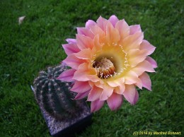 Echinopsis Hybride 027